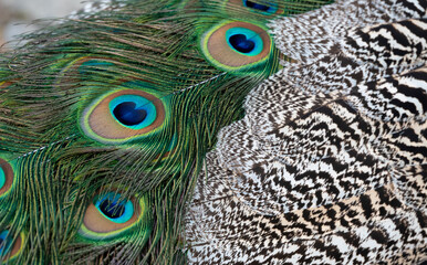 Peacock feather pattern, bright green - blue bird tail texture © artemstepanov