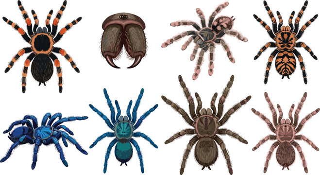 Tarantula Spider Collection Vector Set Featuring Exotic Arachnids, Colorful Species, Detailed Wildlife Illustrations, and Entomology-Inspired Animal Designs