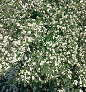 Wildflower meadow in natural style white and green decorative floral background with copy space