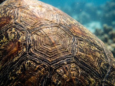 Macro Carapace Scale Pattern Of A Giant Tortoise Shell