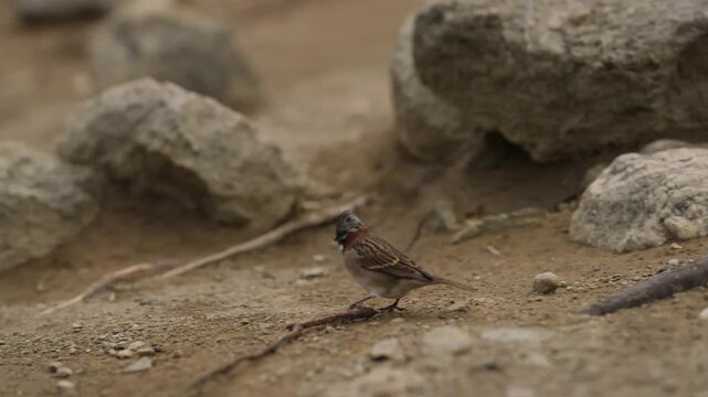 Rufous collared sparrow, Zonotrichia capensis, walking across open ground in Patagonia, Argentina, featuring natural foraging behavior in dry scrub habitat, slow motion telephoto tracking shot.