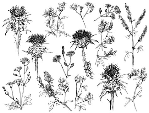 Pack de elementos florales dibujados a mano, flores silvestres vectorizadas, l&iacute;nea negras, cardos, flores de campo, margaritas. Ilustraci&oacute;n de l&iacute;nea en blanco y negro realizada con bol&iacute;grafo