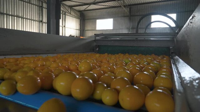 Oranges align in neat rows on a conveyor inside a dimly lit warehouse. Suitable for industrial or agricultural content.