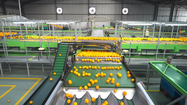 Oranges move efficiently across a green conveyor system in a modern sorting warehouse. Ideal for supply chain or automation visuals.