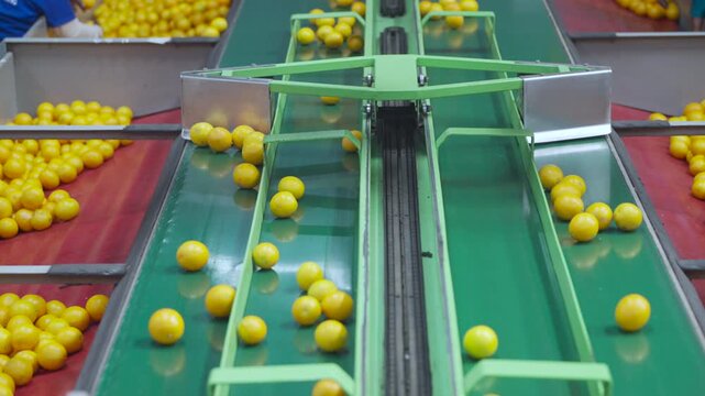 Citrus fruits are directed along a green sorting machine in a packing warehouse. This footage is useful for illustrating agricultural processes or industrial automation.