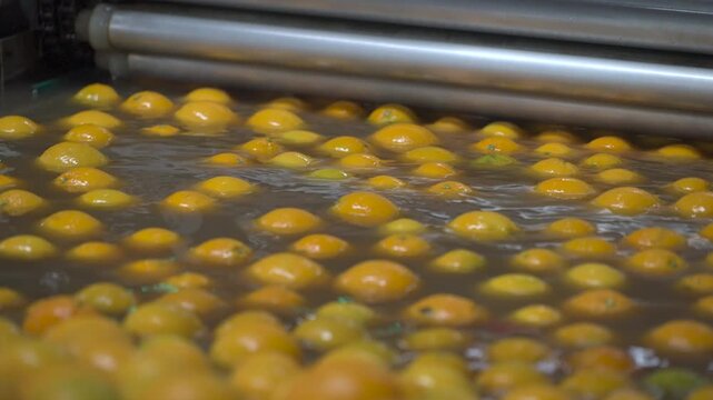 Citrus fruits float gently in a water bath as part of their cleaning process. Ideal for agricultural or food industry content.