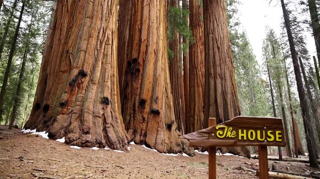 House Group cluster of giant sequoia trees in Sequoia National Park, California.
