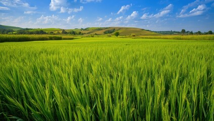 Obraz premium The vast field of thriving rice offers optimism for a plentiful yield.