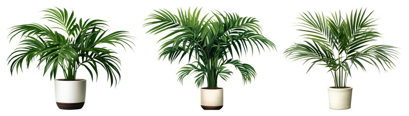 Obraz premium PNG Three potted palm plants on transparent background
