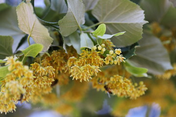 Fototapeta premium Silver linden tree (Tilia tomentosa)