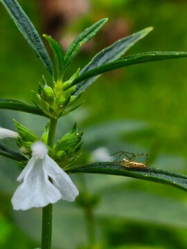White Leucas Aspera Flower with Lynx Spider on Green Leaf Macro
