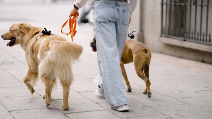 Naklejka premium Person walking golden retriever and boxer dog together on leashes along an urban sidewalk. Pet care and companionship concept
