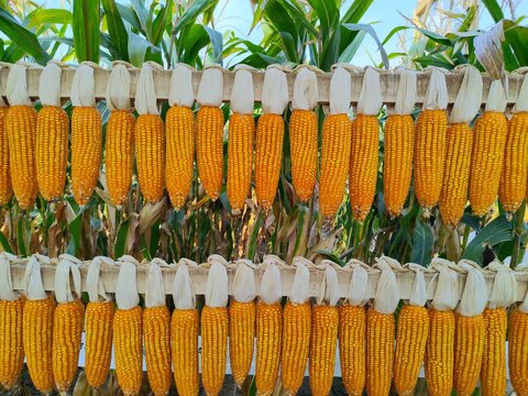 rows of dried corn cobs (specifically dent corn or Zea mays indentata) hanging on traditional racks for preservation. This traditional post-harvest handling method uses natural ventilation and sunligh