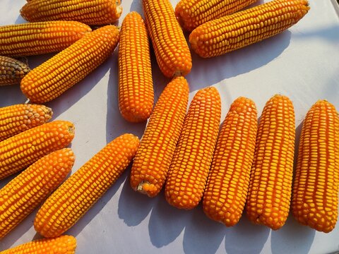 a collection of ripe, harvested yellow corn cobs (also known as maize) laid out on a clean white surface. The cobs are completely husked, showcasing dense rows of vibrant golden-orange kernels
