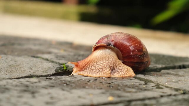 garden snail crawls slowly on stone pavement surface. slow snail moves with steady pace across ground. patient snail demonstrates nature slow motion concept in outdoor environment