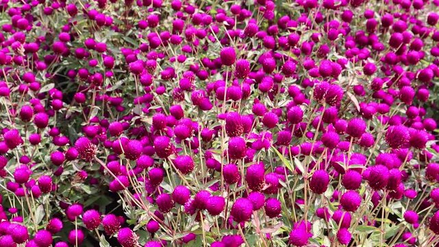 Bright purple globe amaranth flowers create a vibrant and colorful garden display.