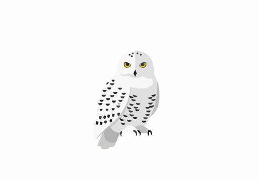 Snowy Owl Bird Perched in Nature