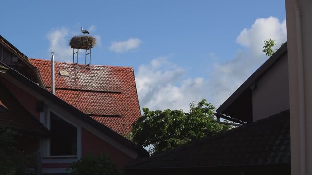 storks in nest on a roof 4K  