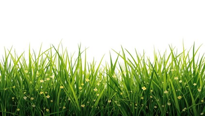 Fototapeta premium Vibrant wild grass with tiny yellow blooms set against a white backdrop, symbolizing meadow charm and lush greenery.