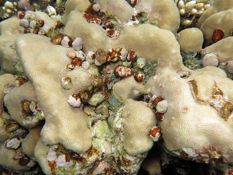 Coralliophila violacea feeding on Porites coral   