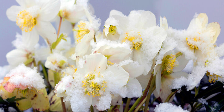 Schneerose (Helleborus niger) mit wei&szlig;en Bl&uuml;ten im Schnee