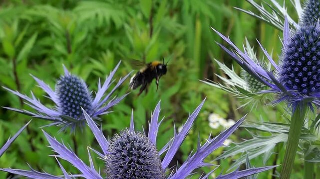 A buff-tailed bumble bee (Bombus terrestris) taking off, super slow motion