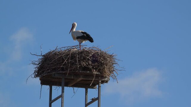 storks in nest on a roof 4K   