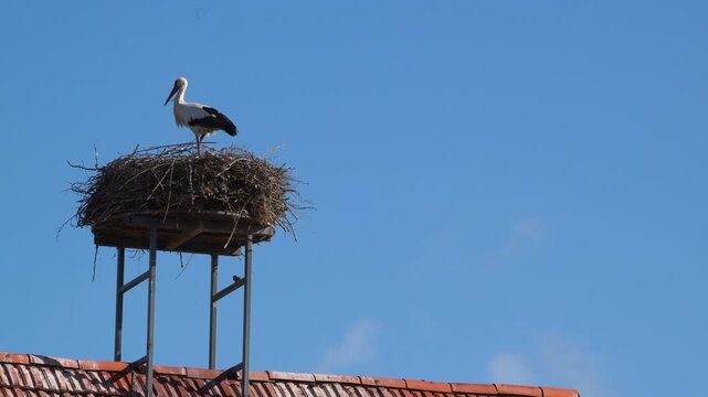 storks in nest on a roof 4K   
