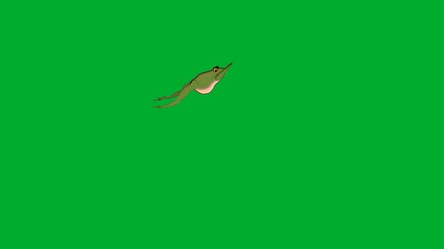 2d animation Fish swimming water space in a full side profile view pattern animation on green screen. Single small brown wildlife trout salmon sea creature moving slowly or floating on a chroma key 