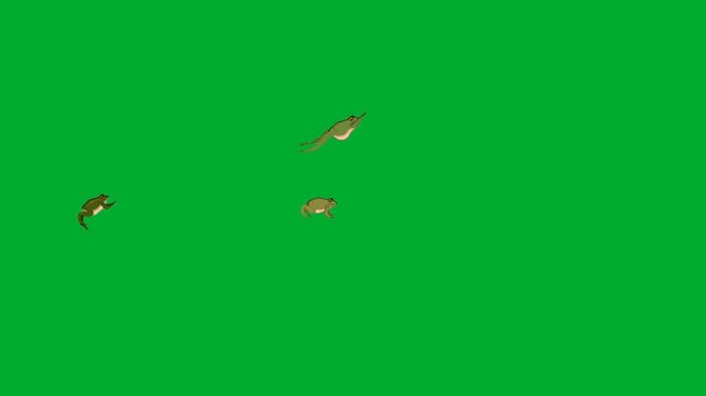 2d animation Fishes swimming in a distant group layout frame animation on green screen. Small scale school of brown trout salmon sea creatures moving together across clear water space animation