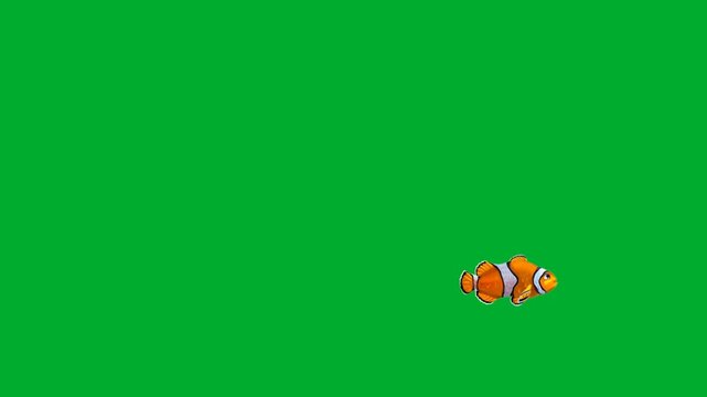 2d animation Clownfish small scale cartoon character swimming alone in distance layout animation on green screen. Tiny orange striped anemone sea fish aquarium pet posing on a chroma key background