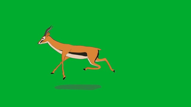 2d animation Antelope running fast in a full length side view profile frame layout animation on green screen. Beautiful wild deer gazelle animal cartoon character sprinting quickly across plain space