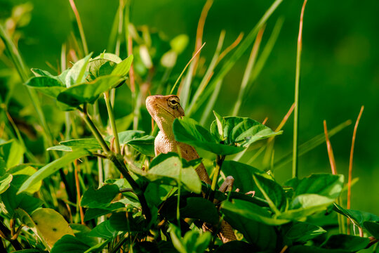 Oriental garden lizard peeking through thick green garden leaves