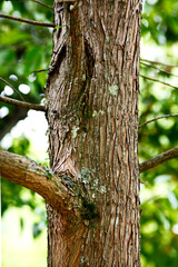 Fototapeta premium A high-angle, vertical close-up stock photograph showcasing the detailed, rough bark texture on a coniferous tree trunk. 