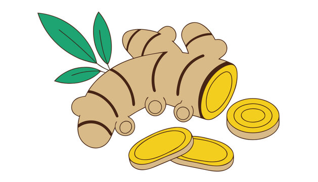 vector illustration of ginger 