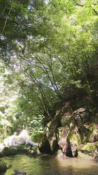 苔むした岩間を激しく流れる新緑の渓流 黄牛の滝 大分