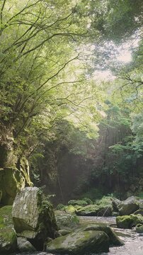 苔むした岩間を激しく流れる新緑の渓流 黄牛の滝 大分