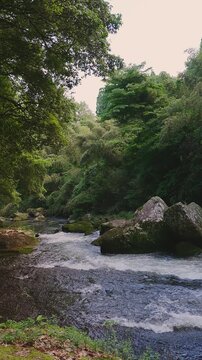 苔むした岩間を激しく流れる新緑の渓流 黄牛の滝 大分