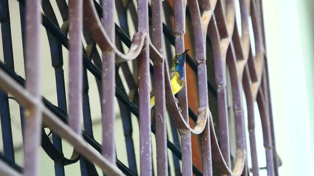 Garden or Olive-backed or Yellow-bellied sunbird perch  on iron bars, Small male bird has a panel of purple, blue, and orange feathers beneath its beak and reflection in the window panes