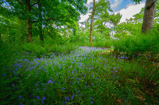 Tapis de jacinthes sauvages en for&ecirc;t de Stirling au printemps