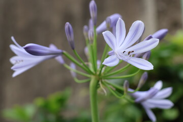 Fototapeta premium Agapanthus, which blooms with cool blue and purple flowers in early summer