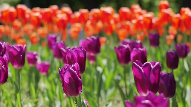 Colorful tulips swaying in the breeze in a sunny garden