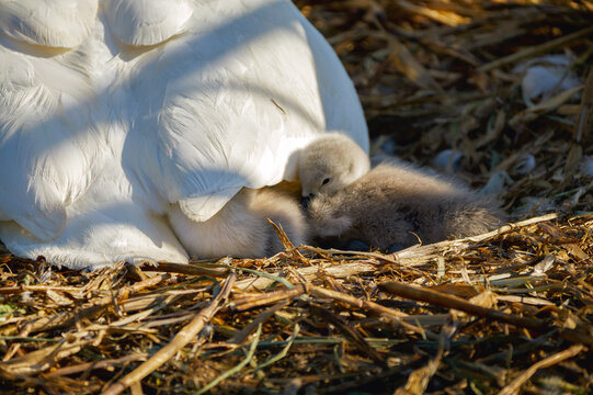 Cygnet blotti contre sa m&egrave;re dans un nid de roseaux