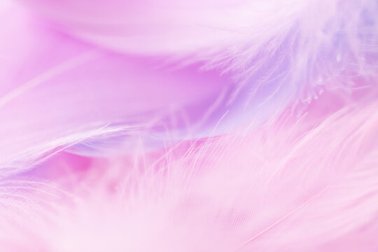 colorful background of soft feathers in pastel shades of pink and purple
