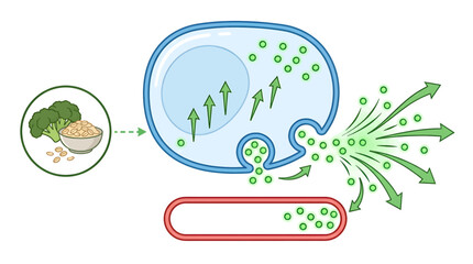 Fototapeta premium Illustration of cellular process involving nutrient absorption and release for cell growth and energy.