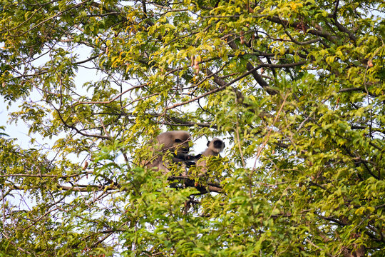 Northern Plains Gray Langurs (Semnopithecus entellus) Among Dense Green Foliage