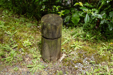 Naklejka premium Weathered Wooden Post Among Lush Greenery