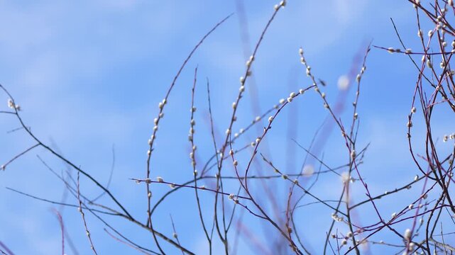 flowering willow branches in spring