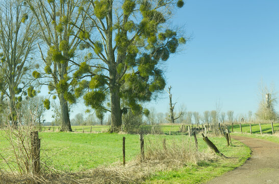 Fr&uuml;hlingslandschaft mit alten Pappeln voller Misteln in einer Auenwiese am Rhein