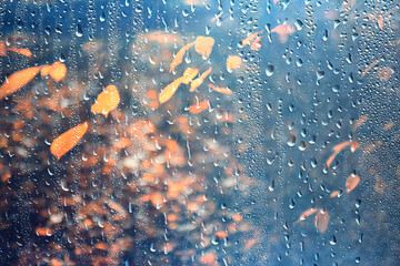 Obraz premium Wet weather, drops of autumn rain on the glass, autumn landscape outside the window, weather change